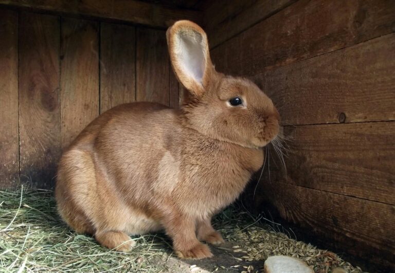 A brown rabbit sits calmly inside a wooden hutch, showcasing its soft fur.