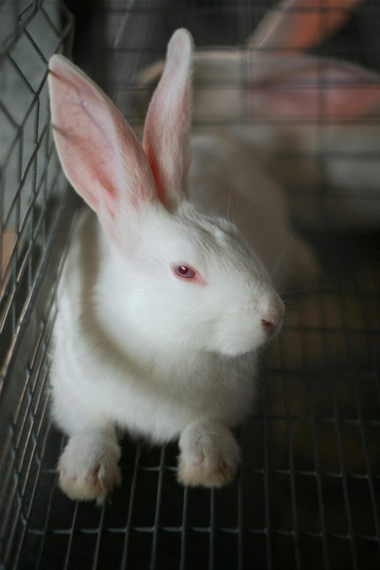 A close-up of a white rabbit inside a cage, showcasing its gentle features.
