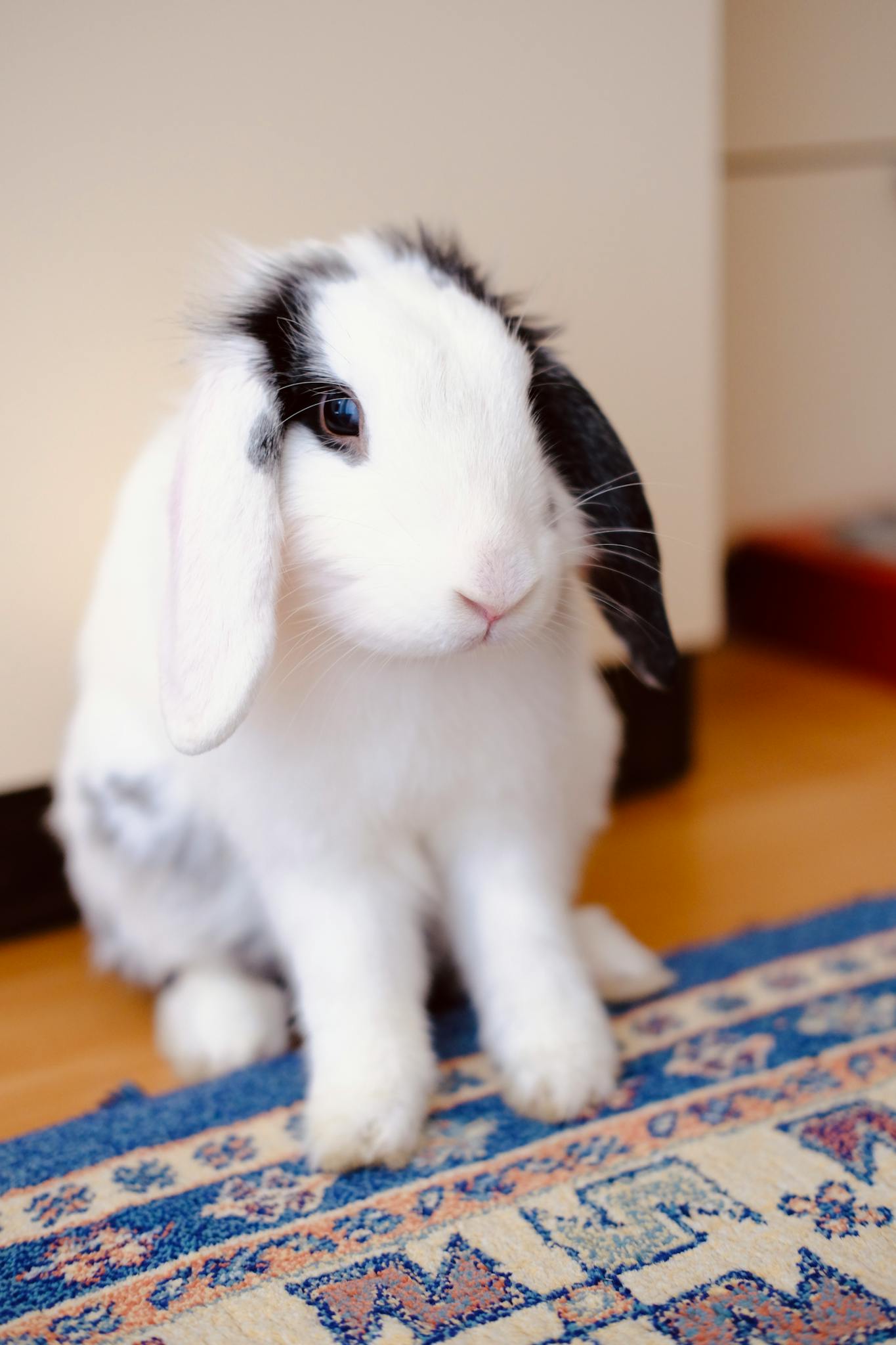 A cute black and white rabbit sitting on a colorful rug in a cozy room, showcasing its playful demeanor.