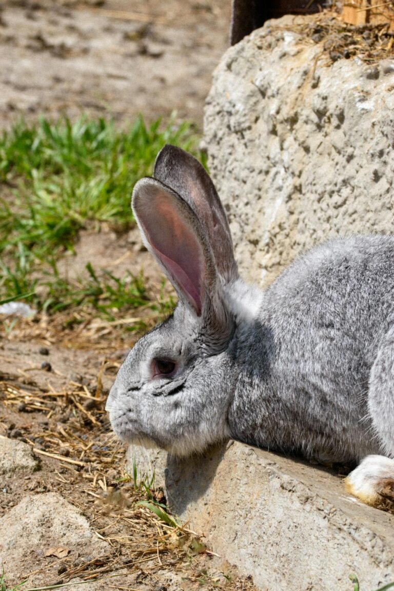 A cute gray rabbit lying near a stone wall in a sunny outdoor setting.