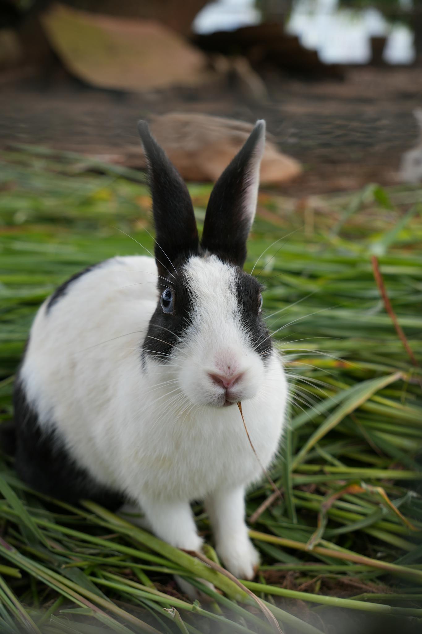 Adorable black and white rabbit sitting on grass outdoors, looking directly at the camera.