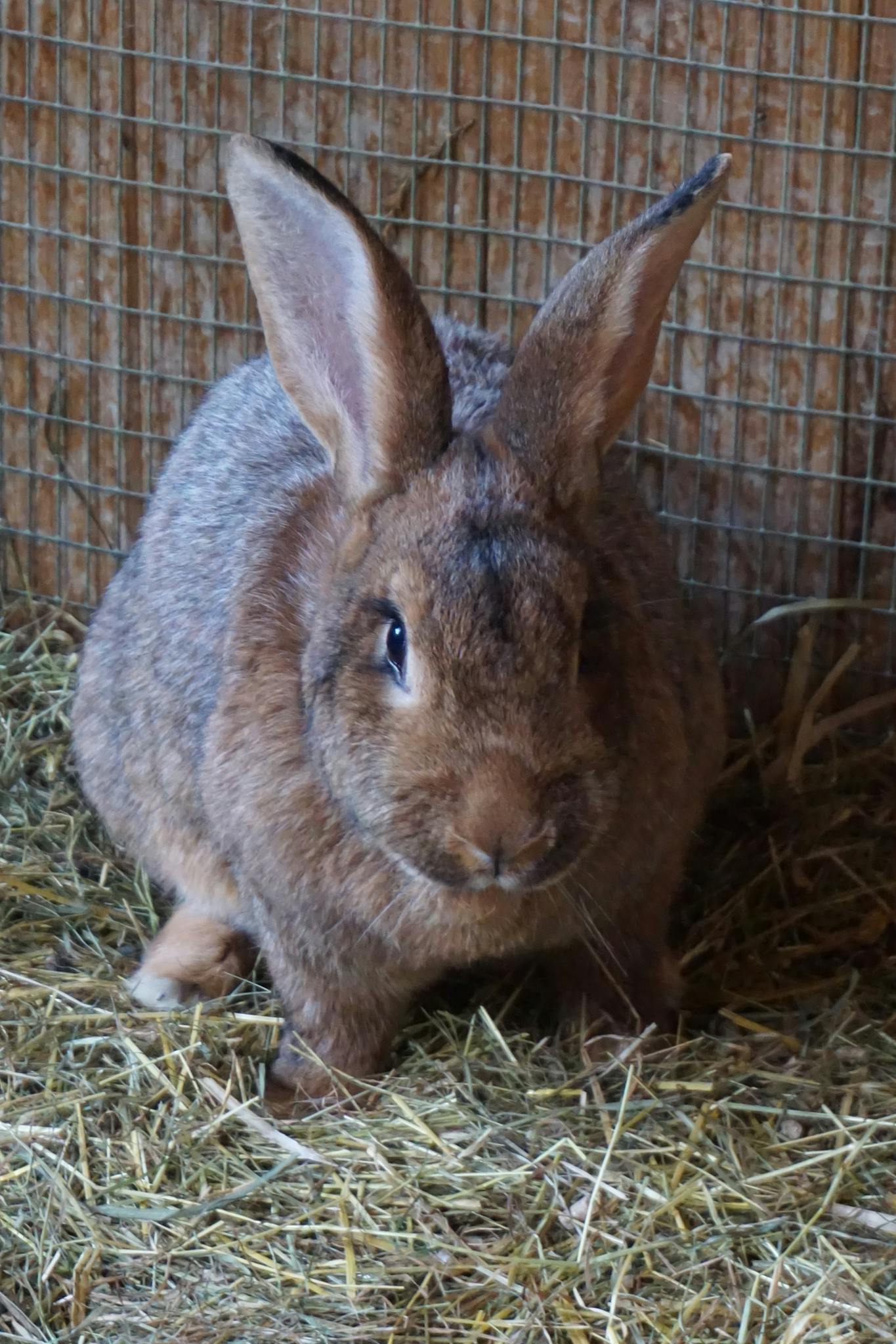 Adorable close-up of a domestic rabbit sitting on hay in its pen.