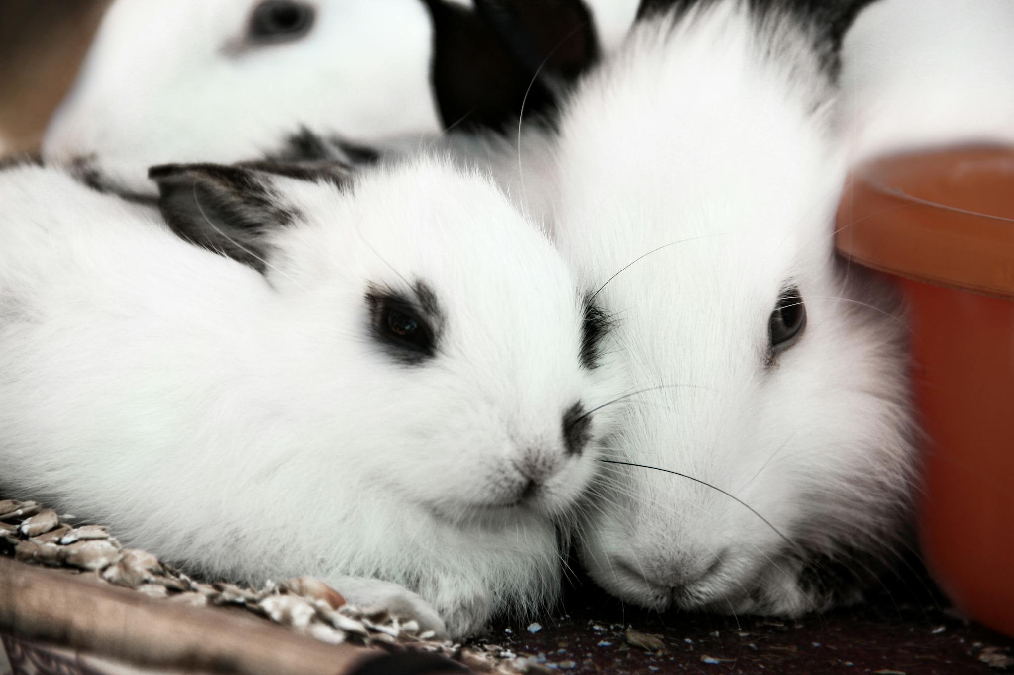 Adorable white rabbits with black markings snuggled together in a cozy setting.