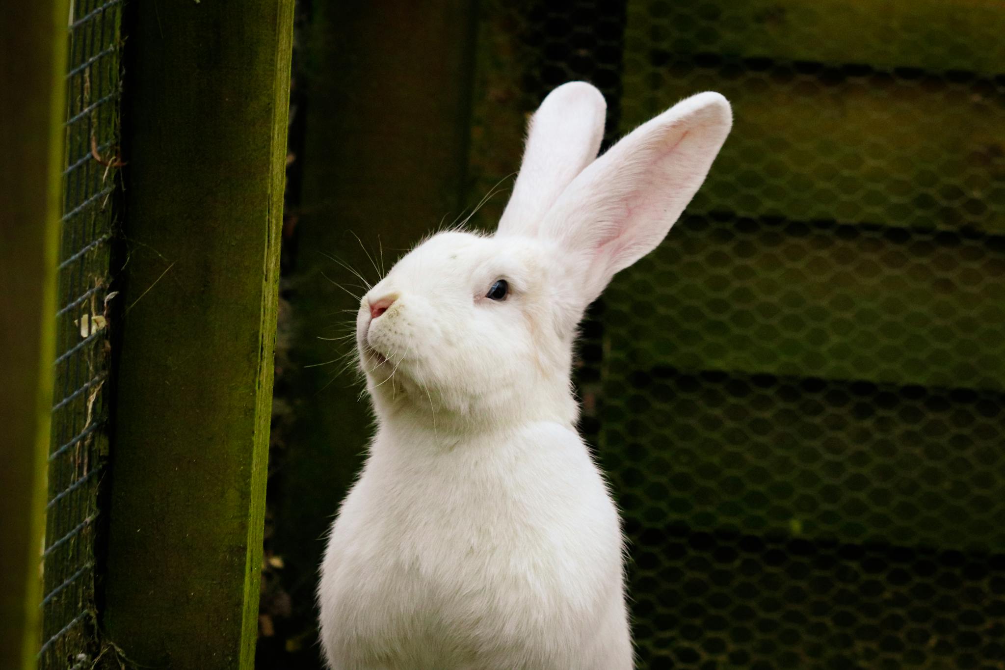 Close-up of a large white rabbit looking out from a wooden enclosure outdoors.