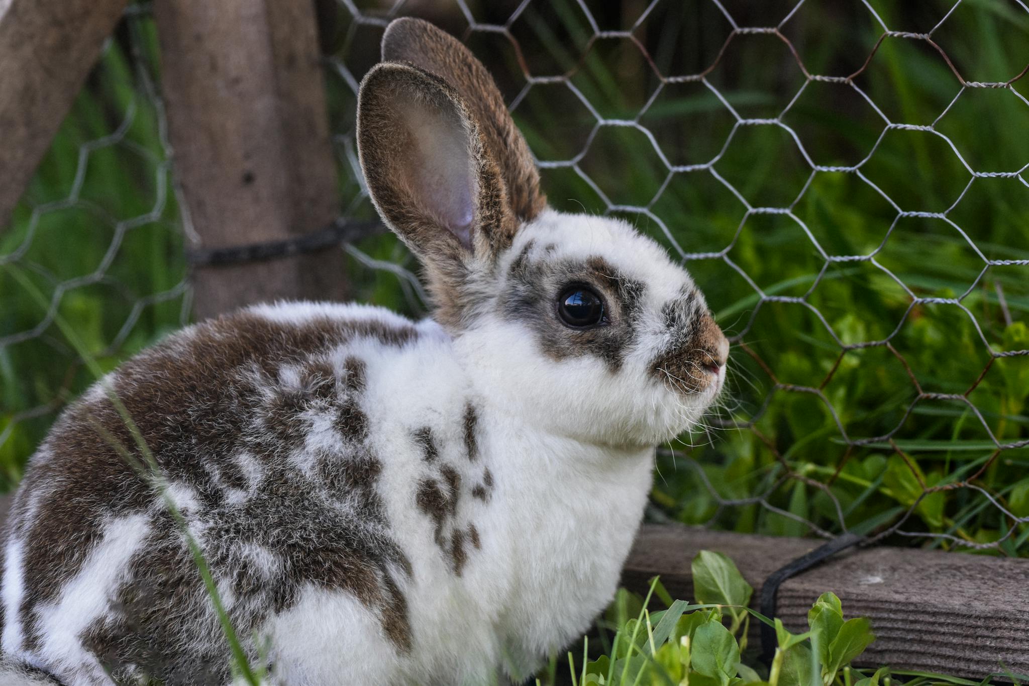 Cute spotted rabbit next to a wire fence surrounded by green grass, captured outdoors.